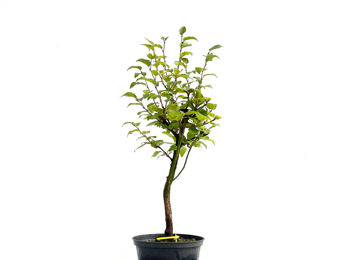 Carpinus Turczaninowii 2540