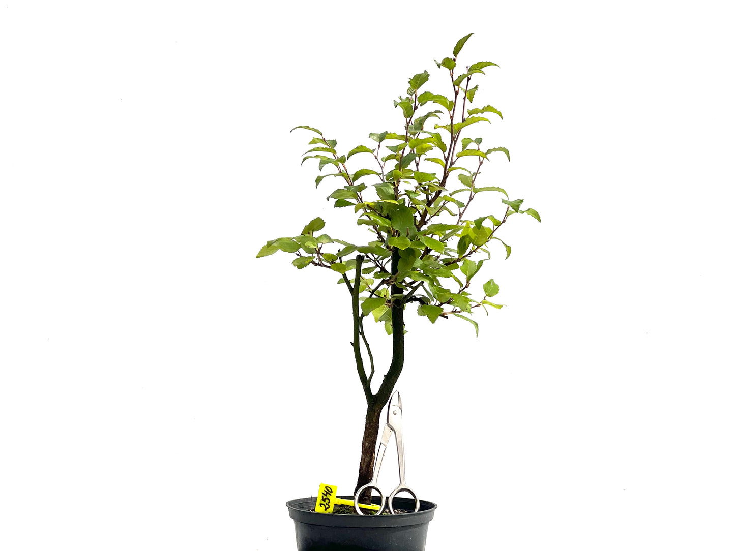 Carpinus Turczaninowii 2540