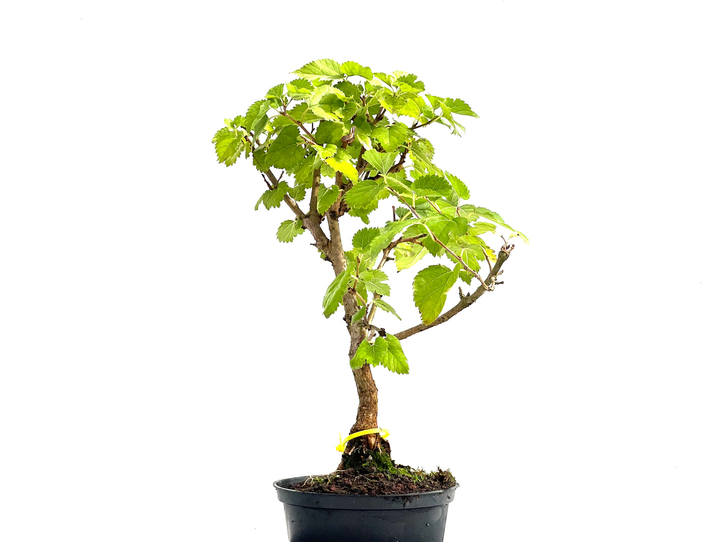Morus Alba 2539