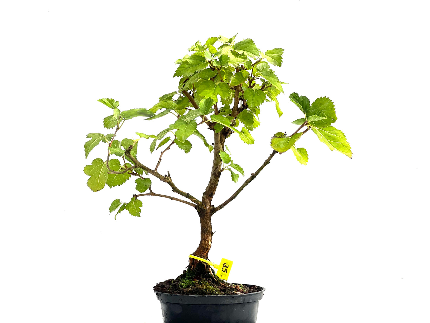 Morus Alba 2539