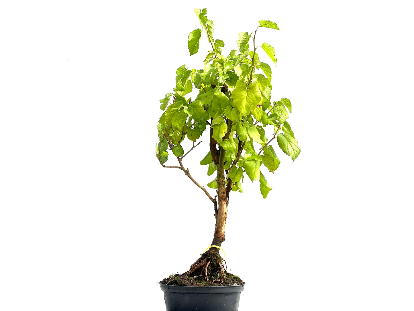 Morus Alba 2537