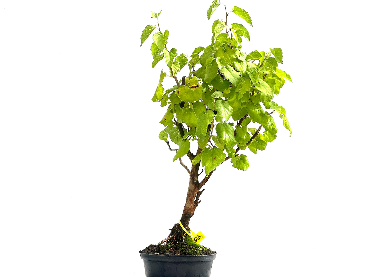 Morus Alba 2537