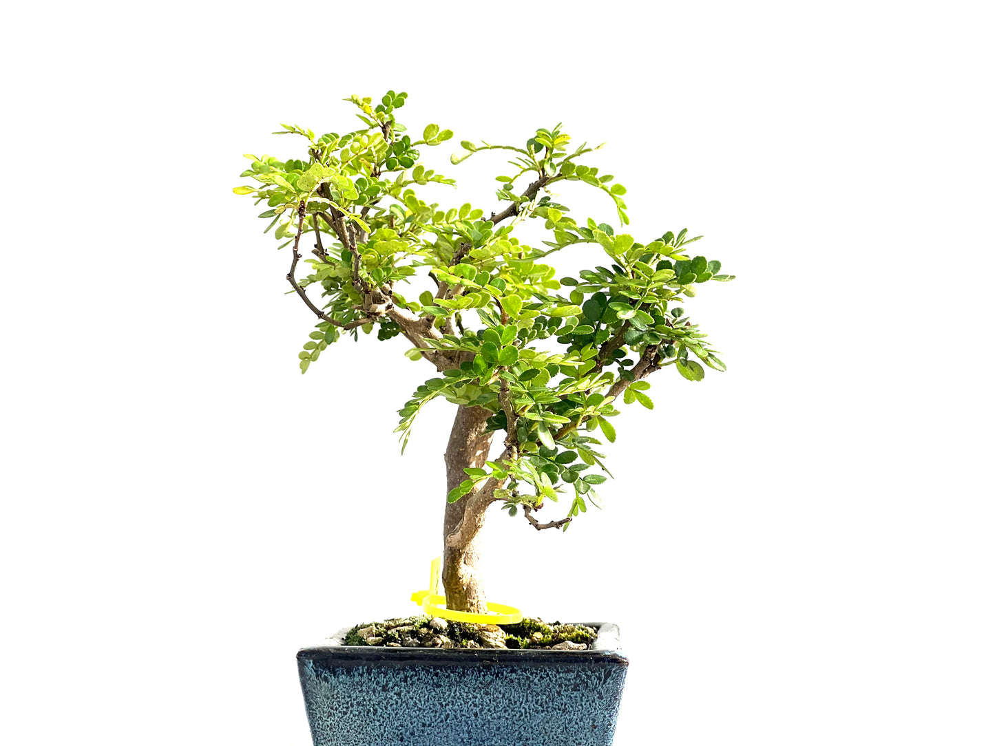 Zanthoxylum Piperitum 2547