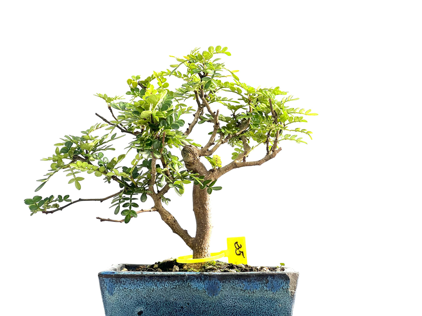 Zanthoxylum Piperitum 2547