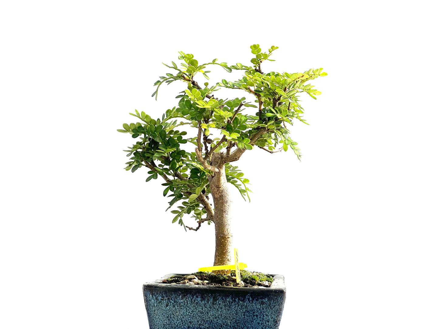 Zanthoxylum Piperitum 2547