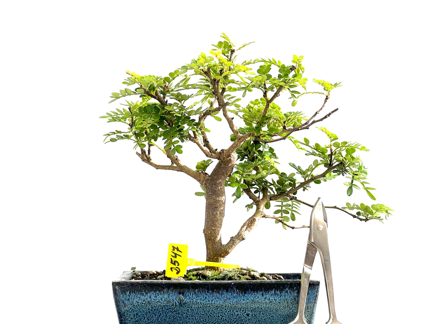 Zanthoxylum Piperitum 2547