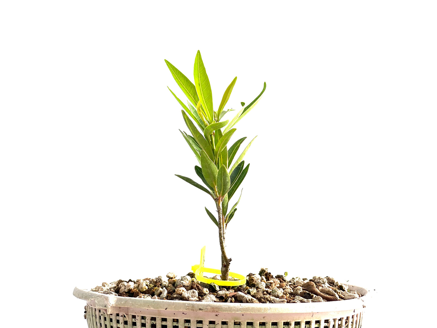 Ficus Nerifolia 2546