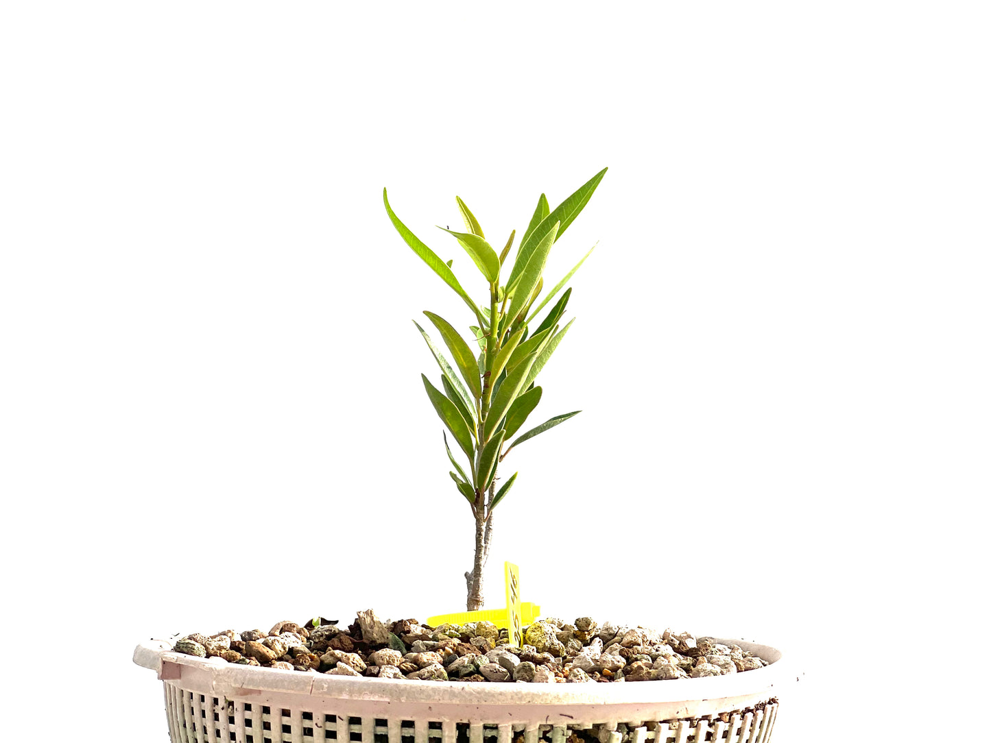 Ficus Nerifolia 2546