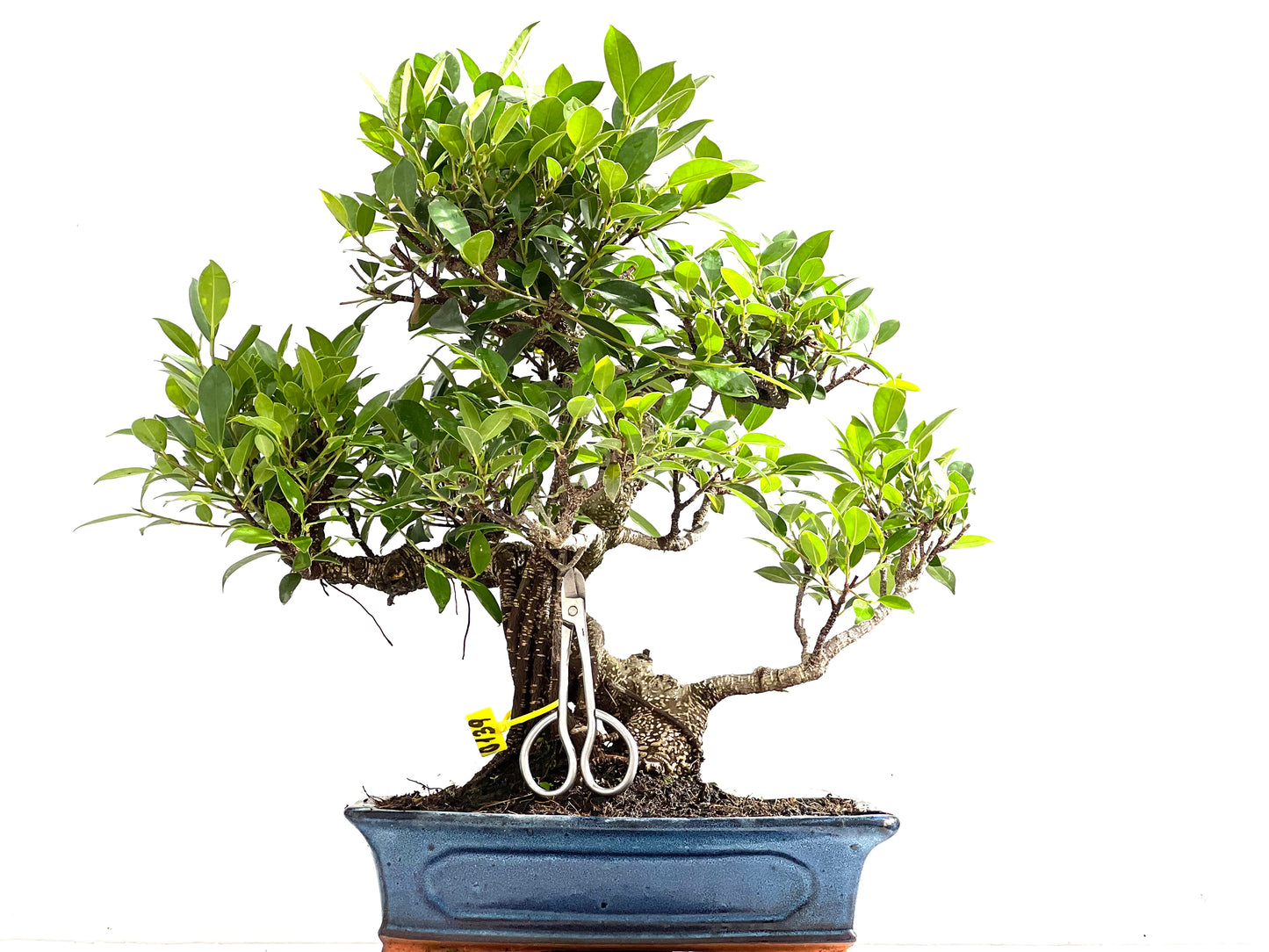 Ficus Tiger Bark 0139