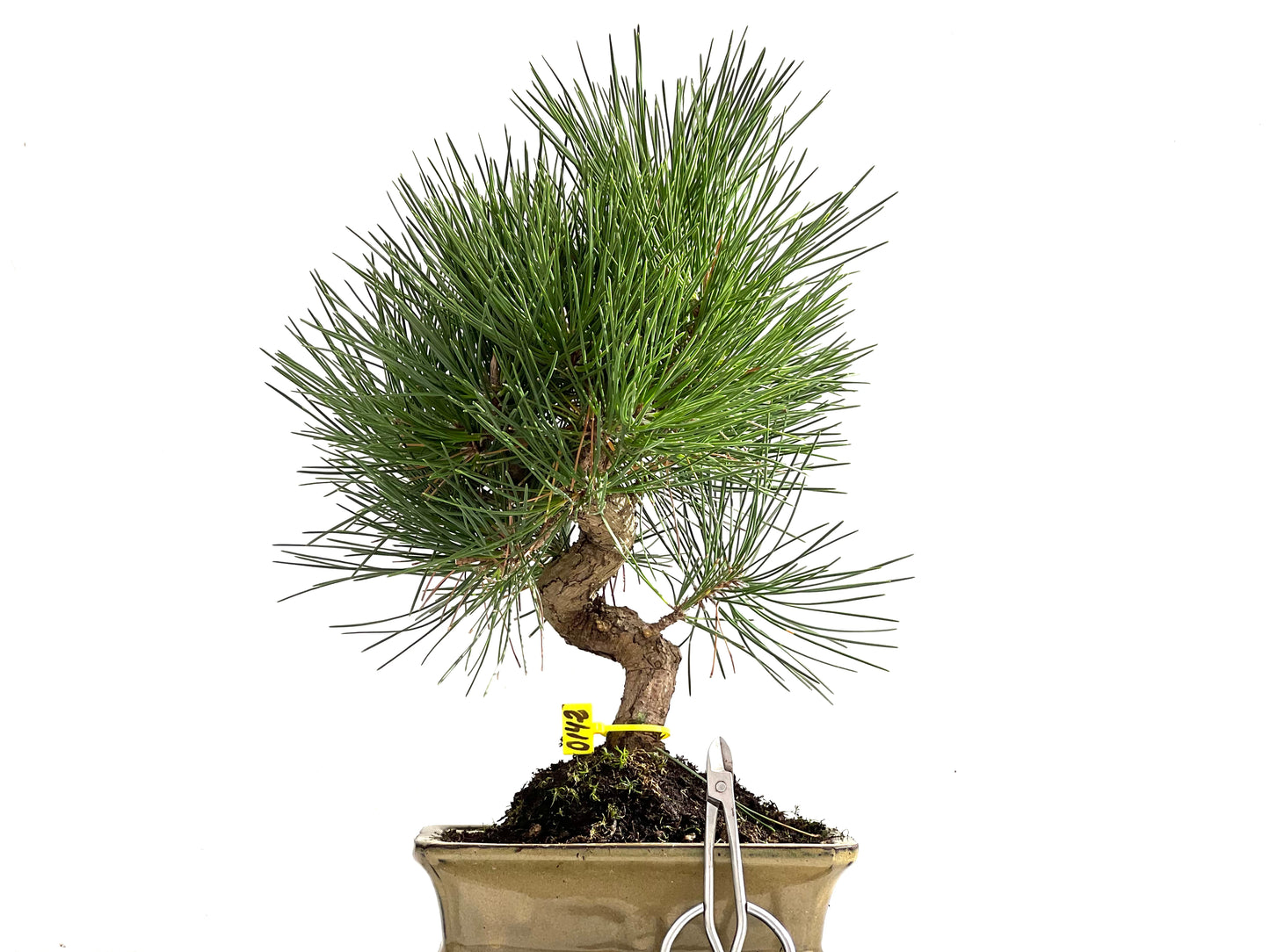 Pinus Thunbergii 0142