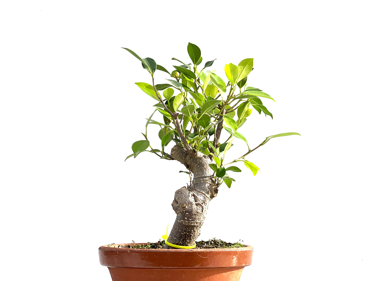 Ficus Tiger Bark 2542