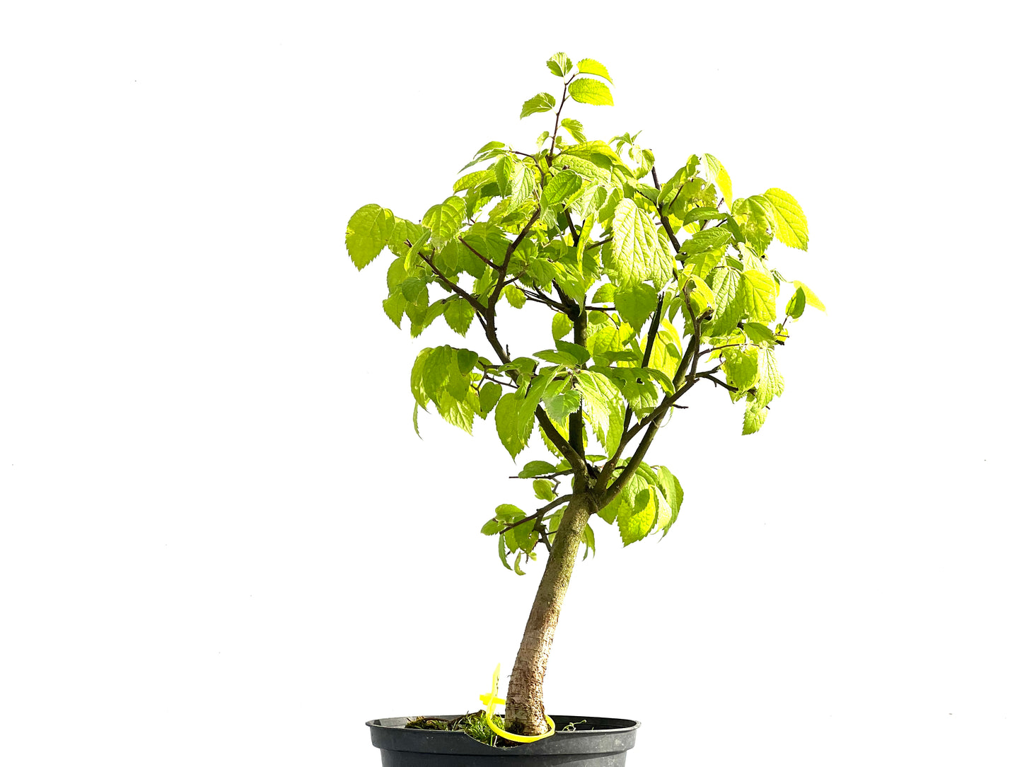 Celtis Australis 2545
