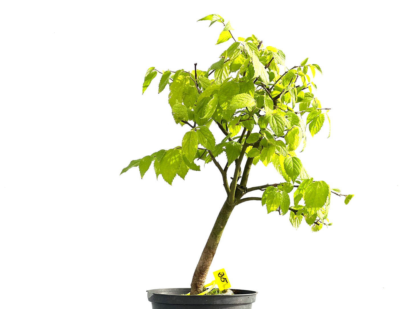 Celtis Australis 2545