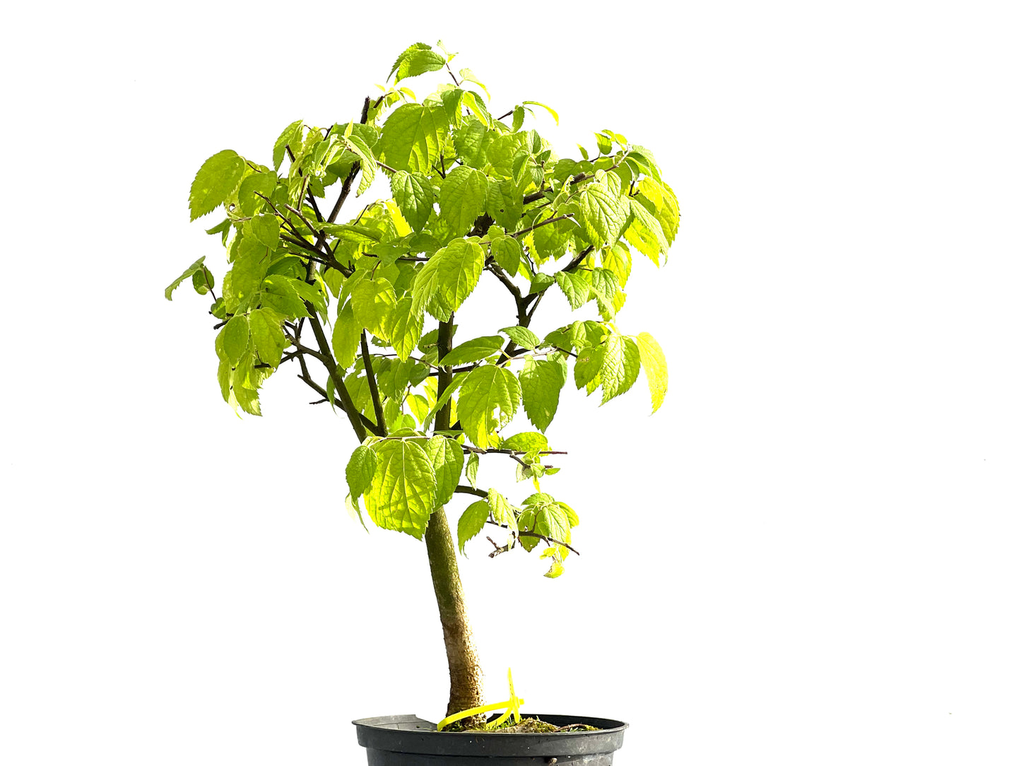 Celtis Australis 2545