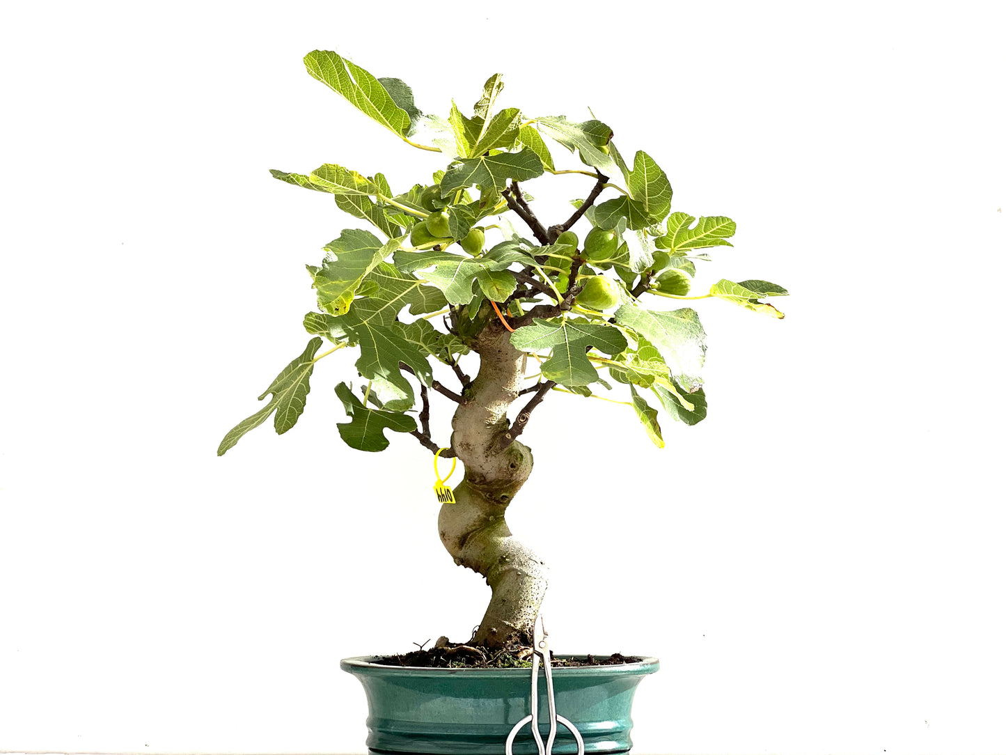 Ficus Carica 0144