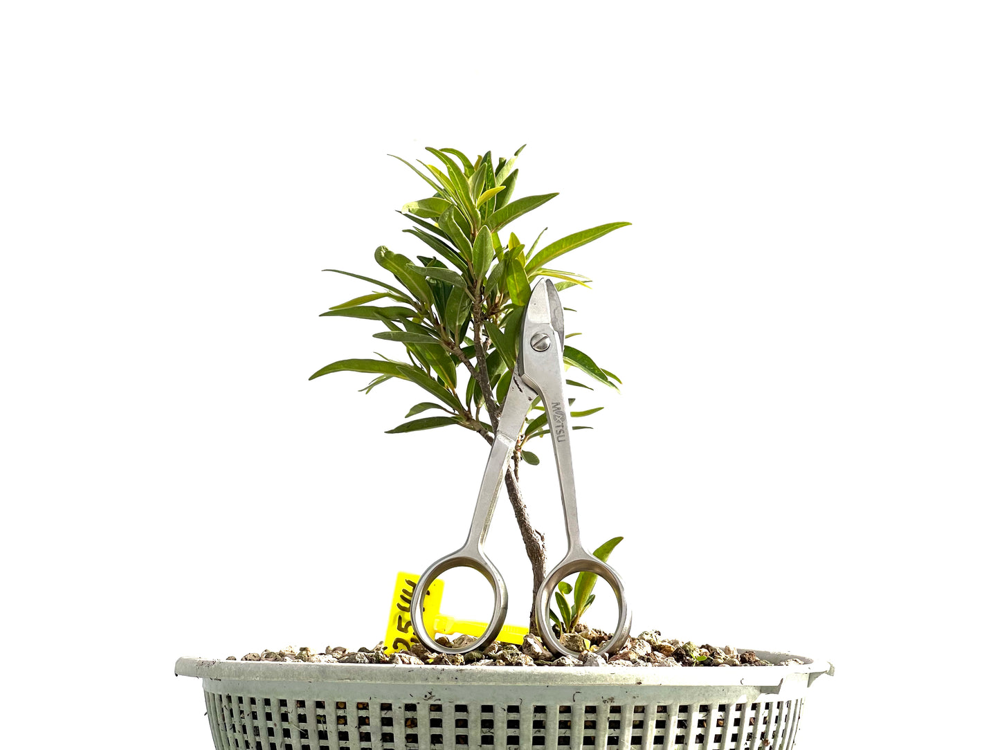 Ficus Nerifolia 2544