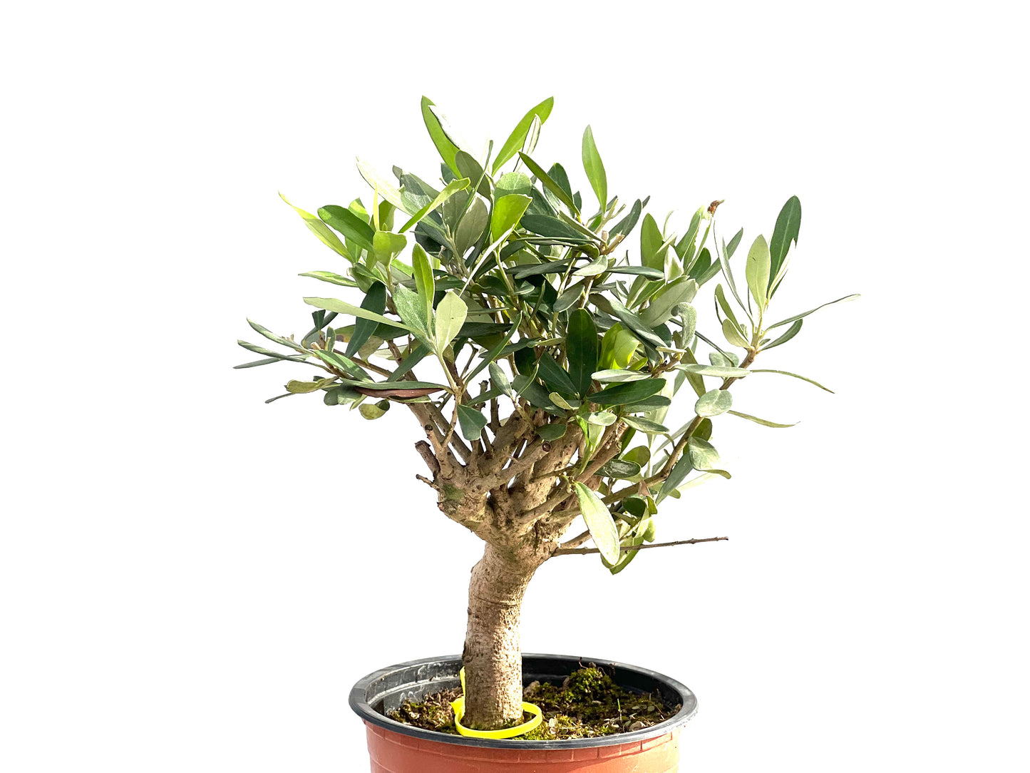 Olea Europaea 2554