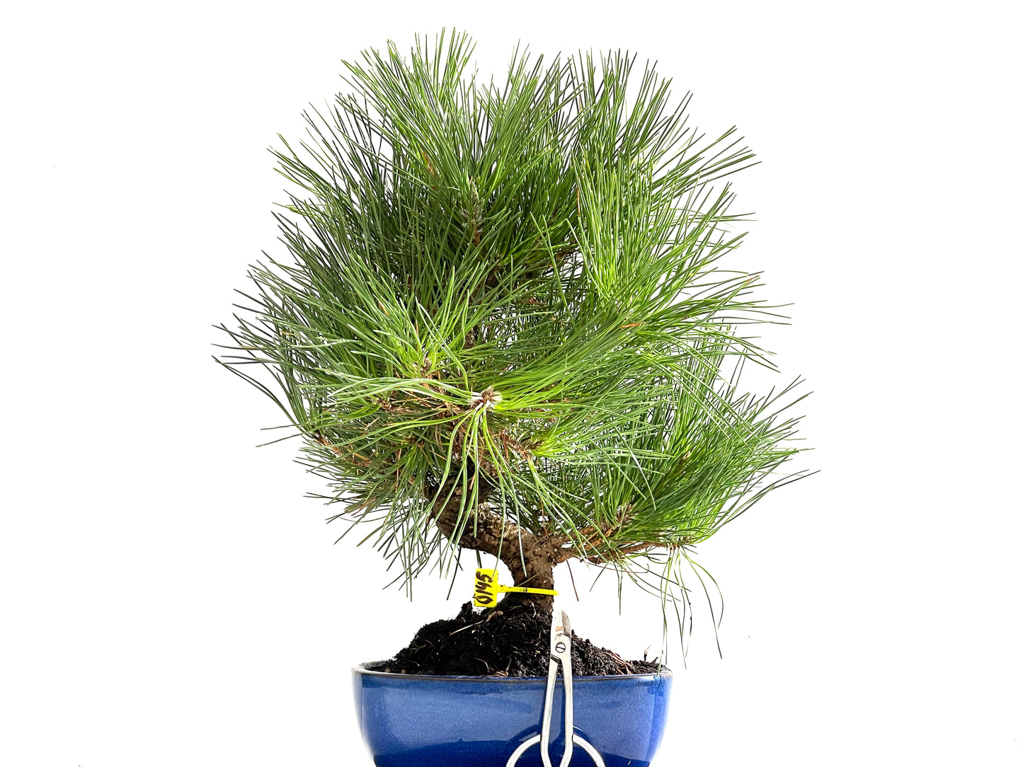 Pinus Thunbergii 0145