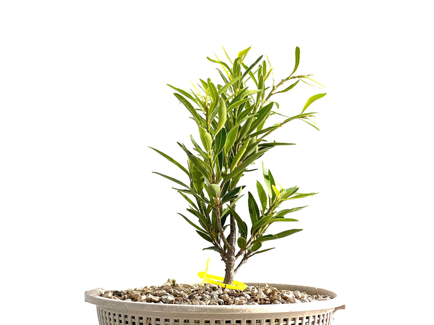 Ficus Nerifolia 2553