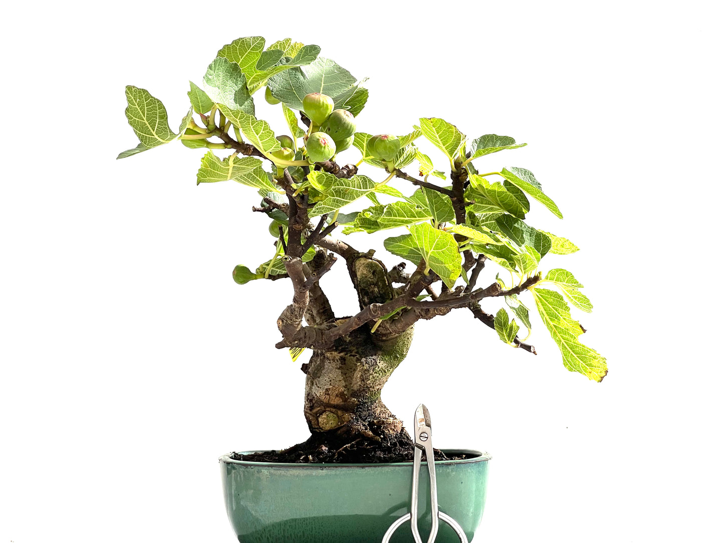 Ficus Carica 0148