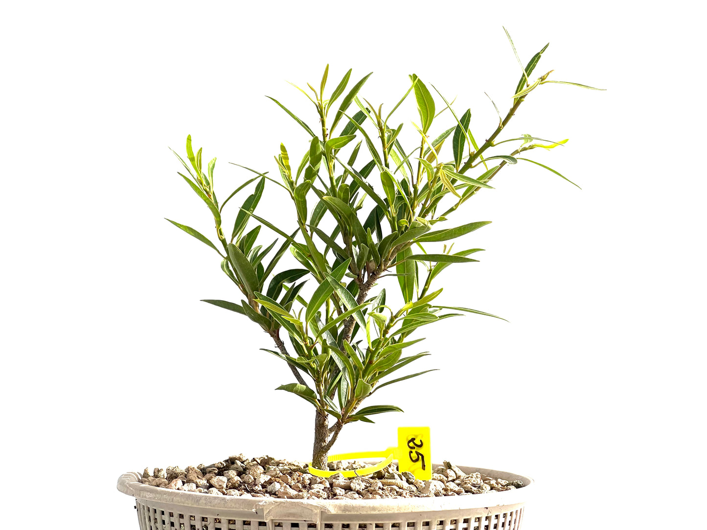 Ficus Nerifolia 2553