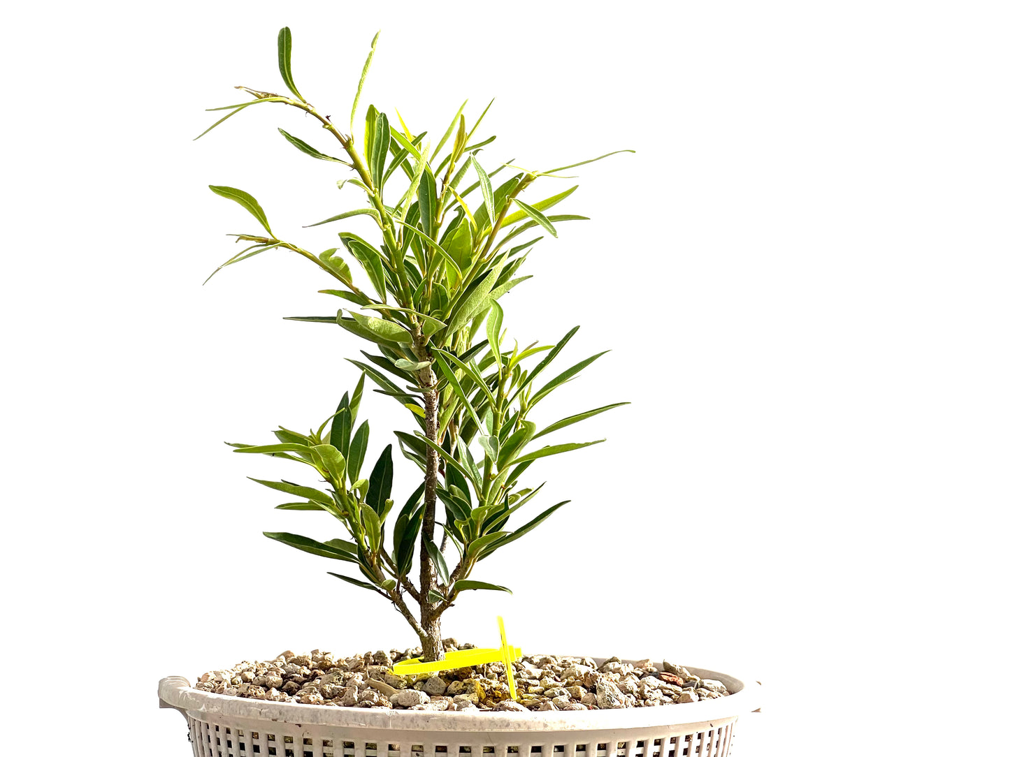Ficus Nerifolia 2553
