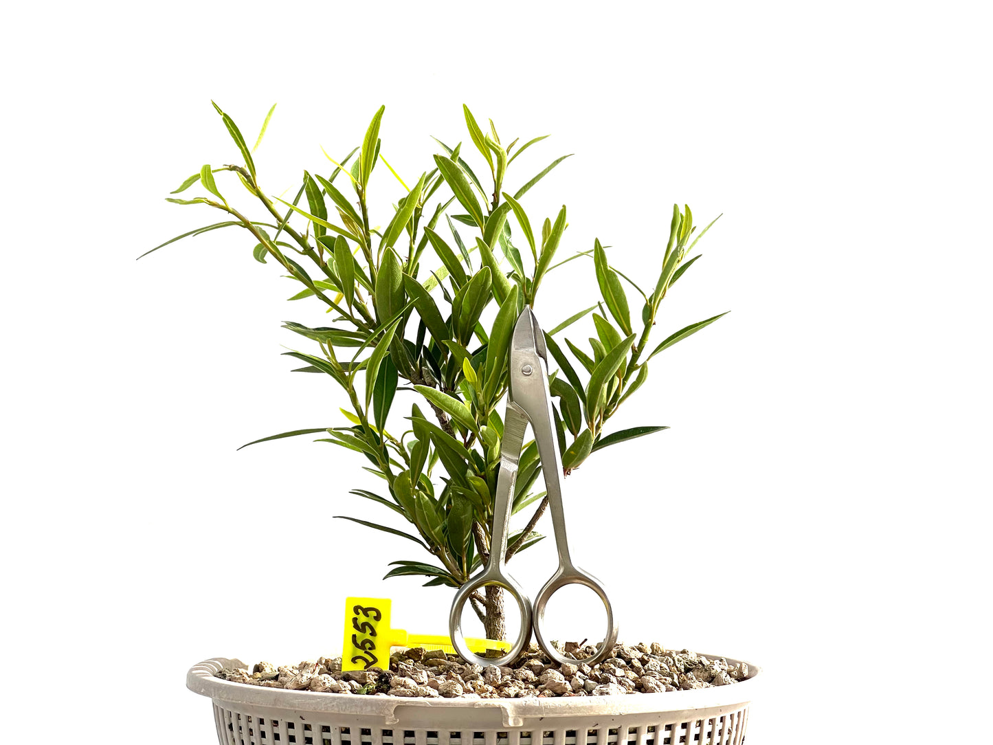 Ficus Nerifolia 2553