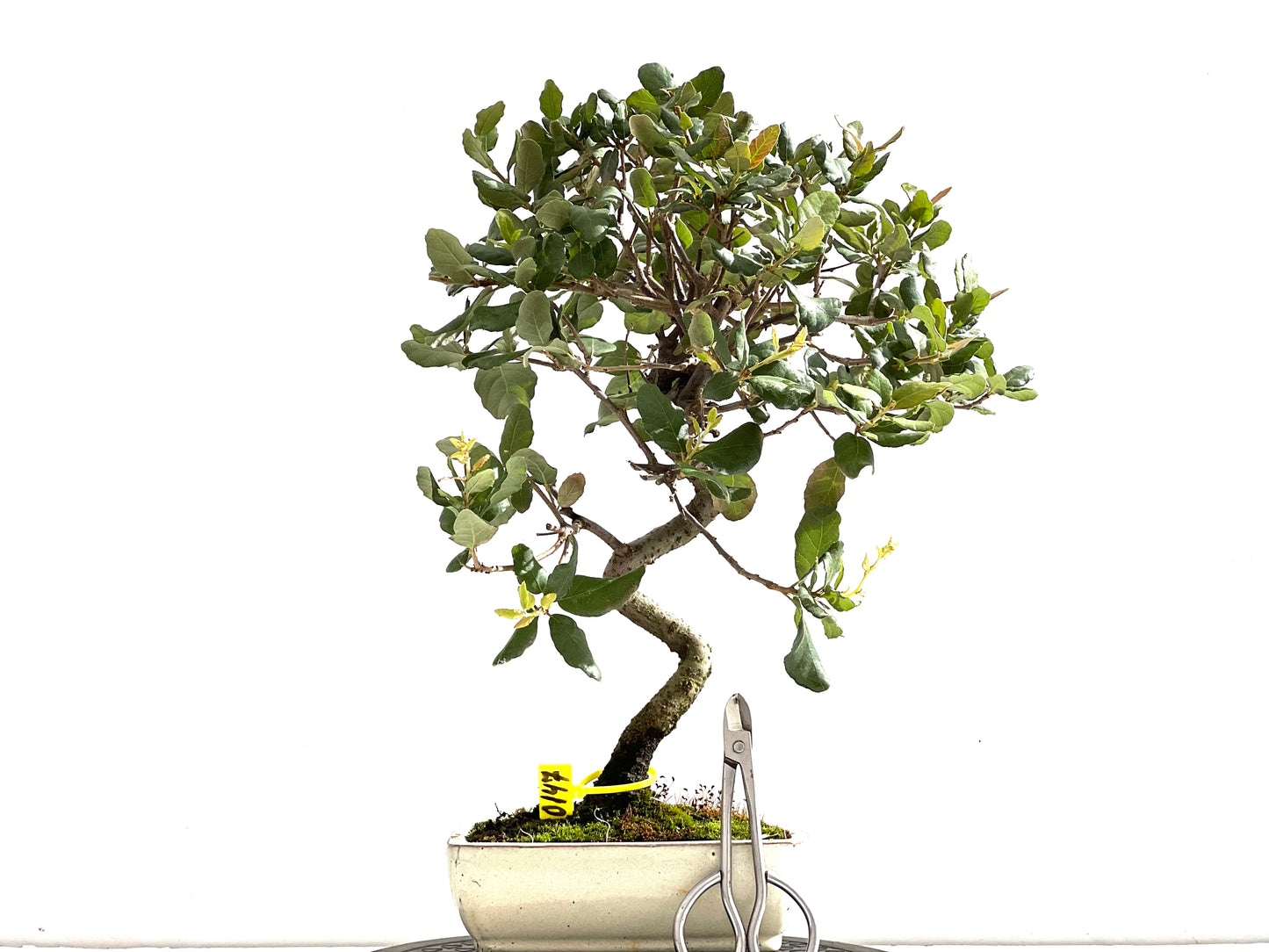 Quercus Suber 0147