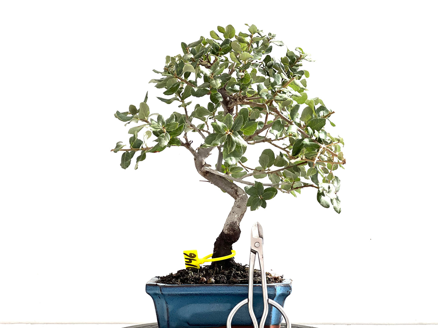 Quercus Suber 0146