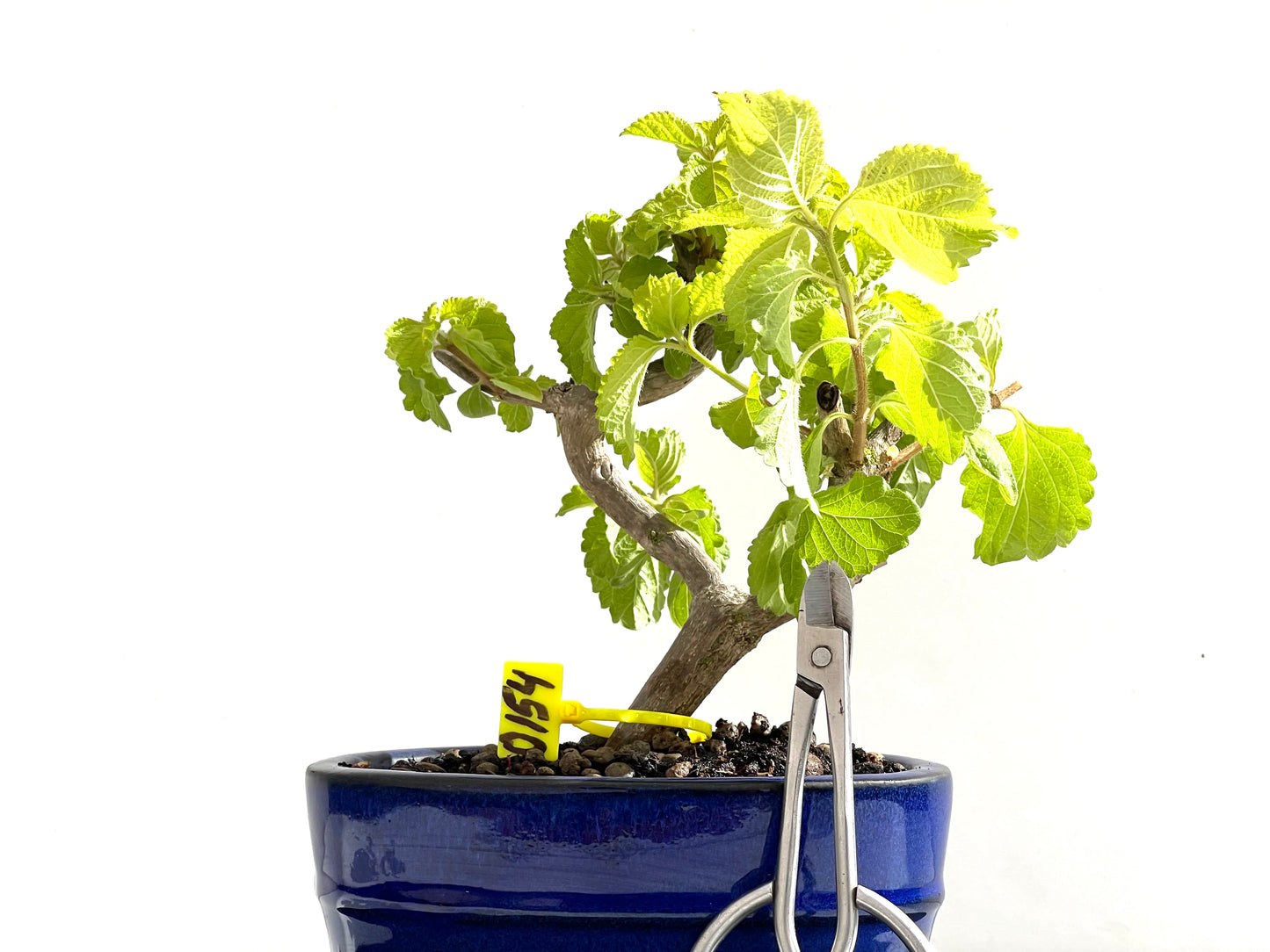 Lantana 0154