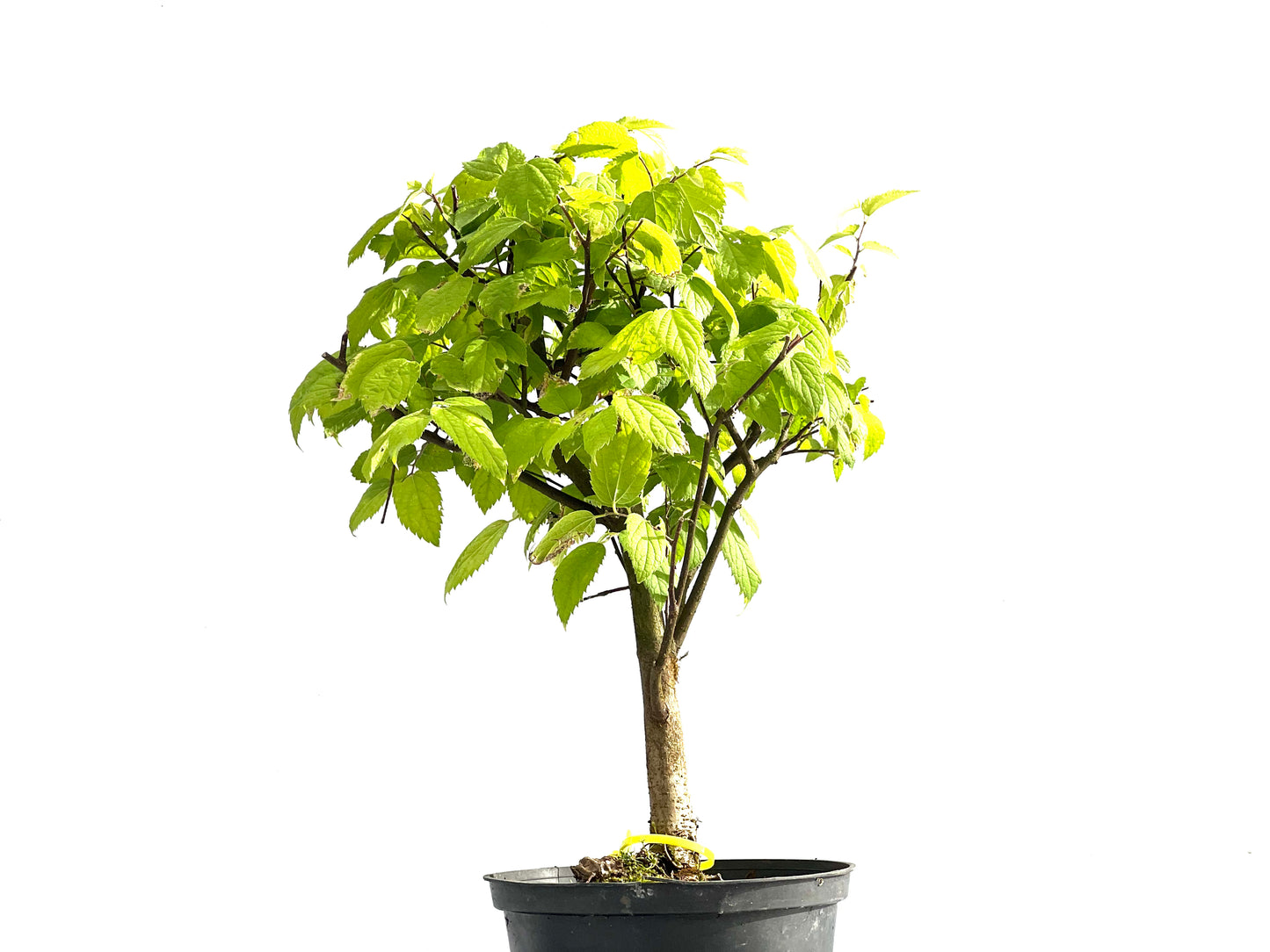Celtis Australis 2566