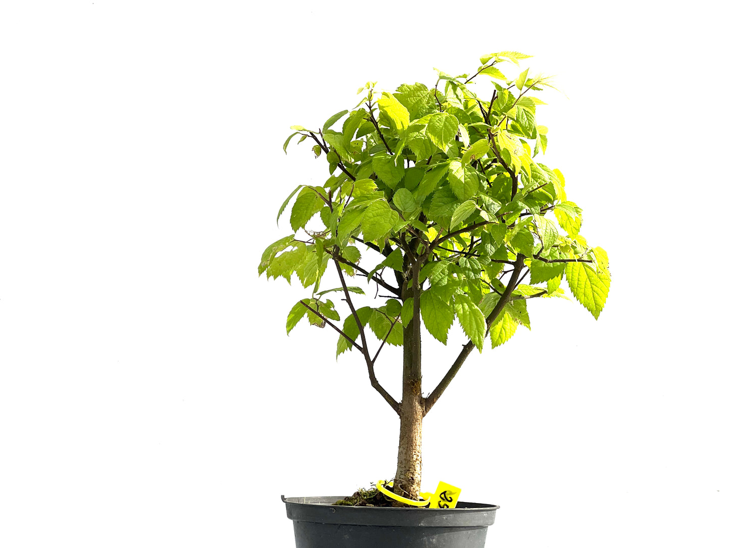 Celtis Australis 2566