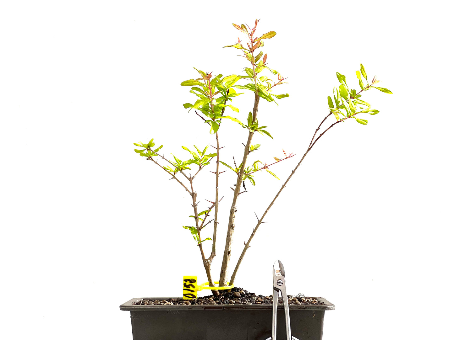Punica Granatum Nejikan 0152
