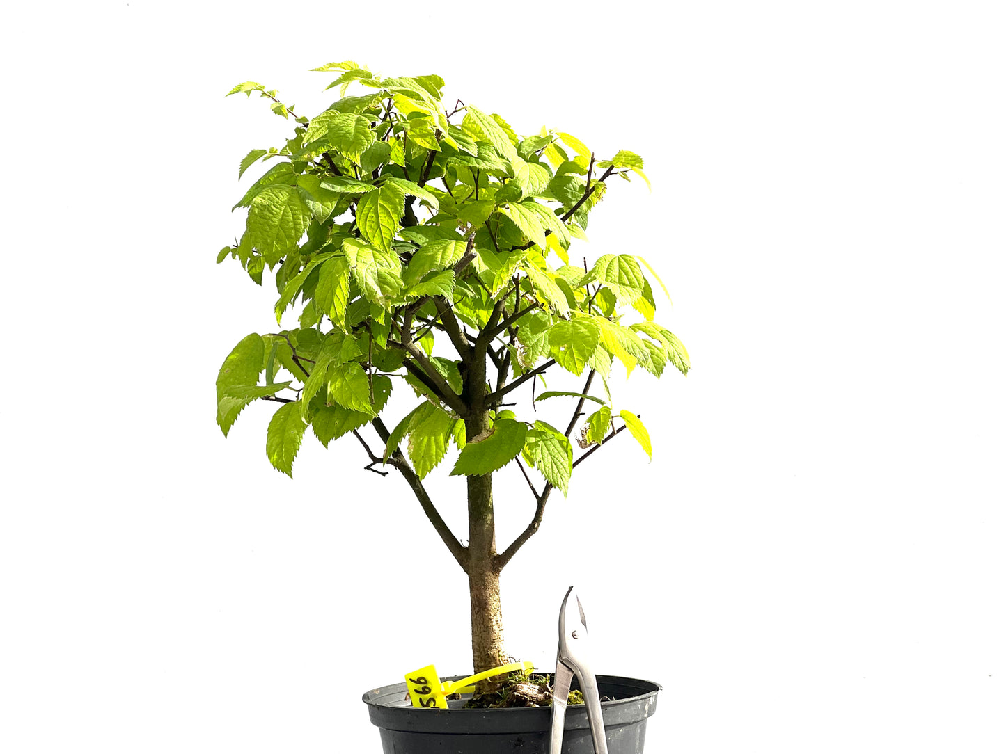 Celtis Australis 2566