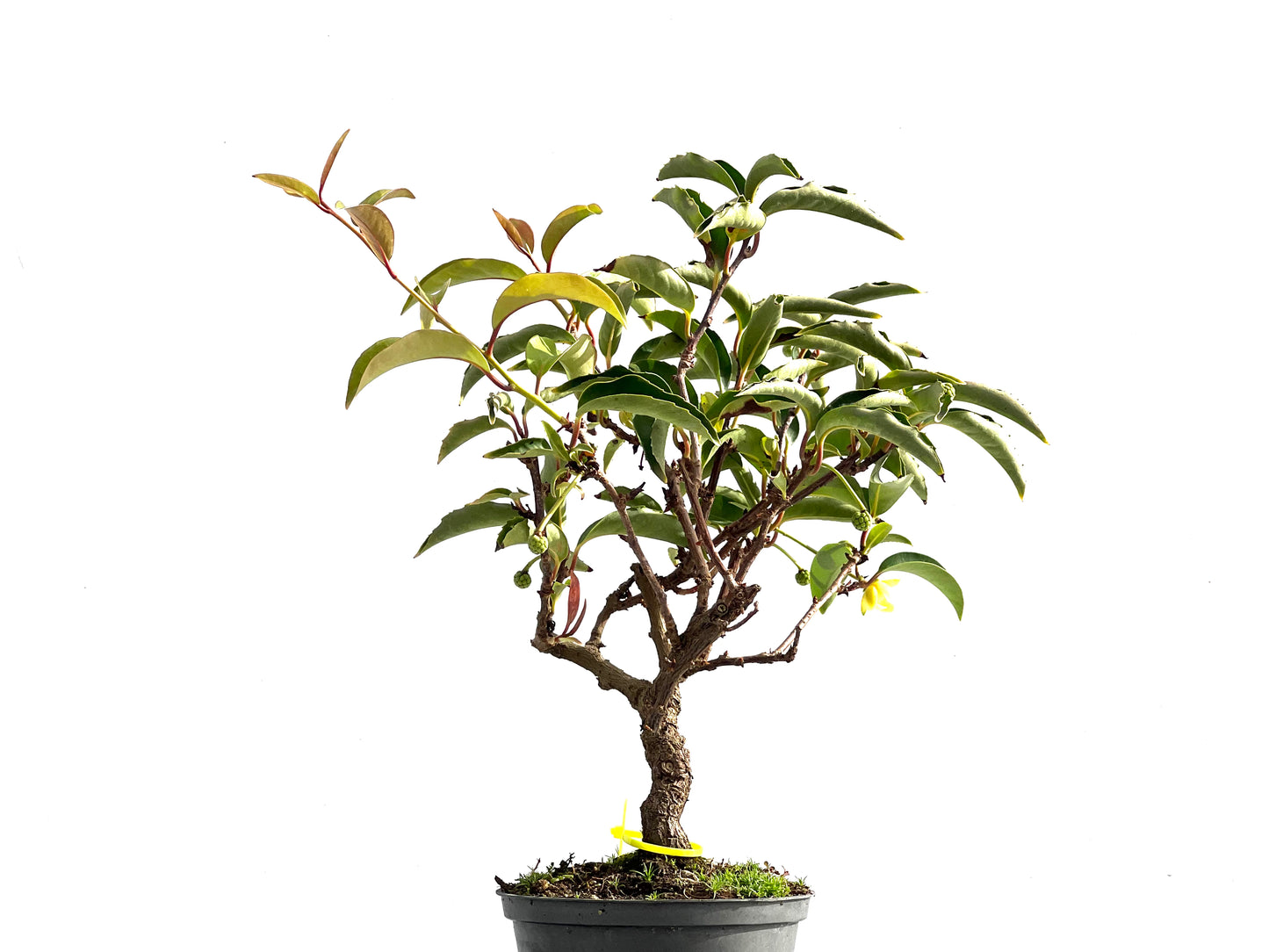 Kadsura Japonica 2556