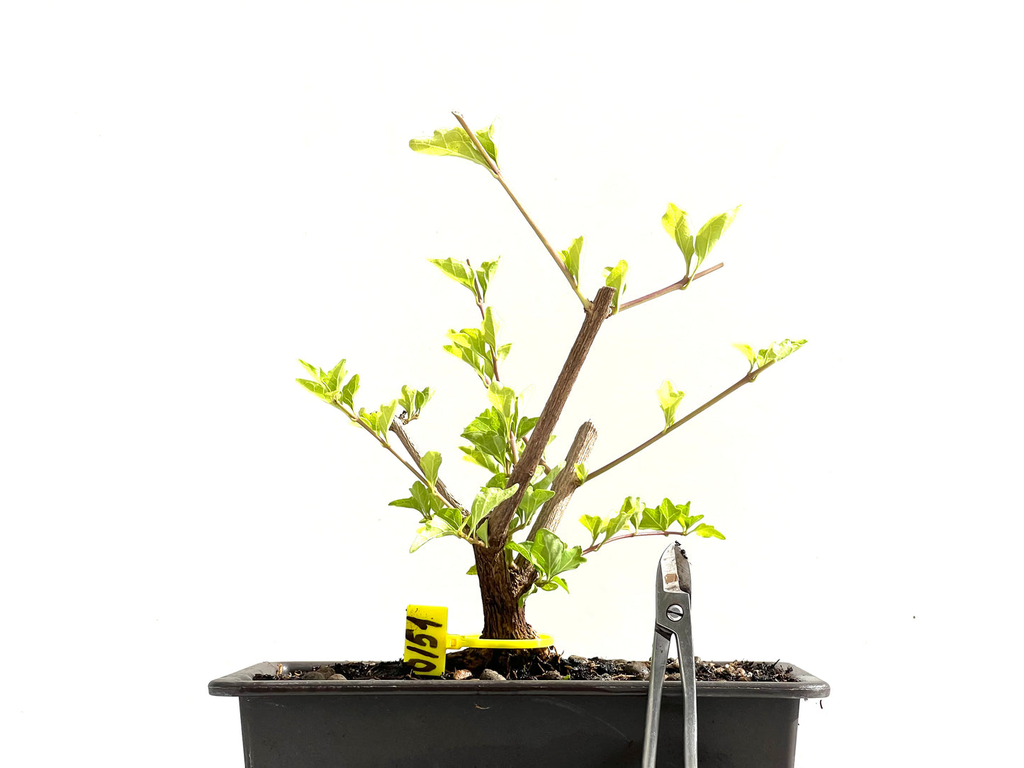 Premna Japonica 0151