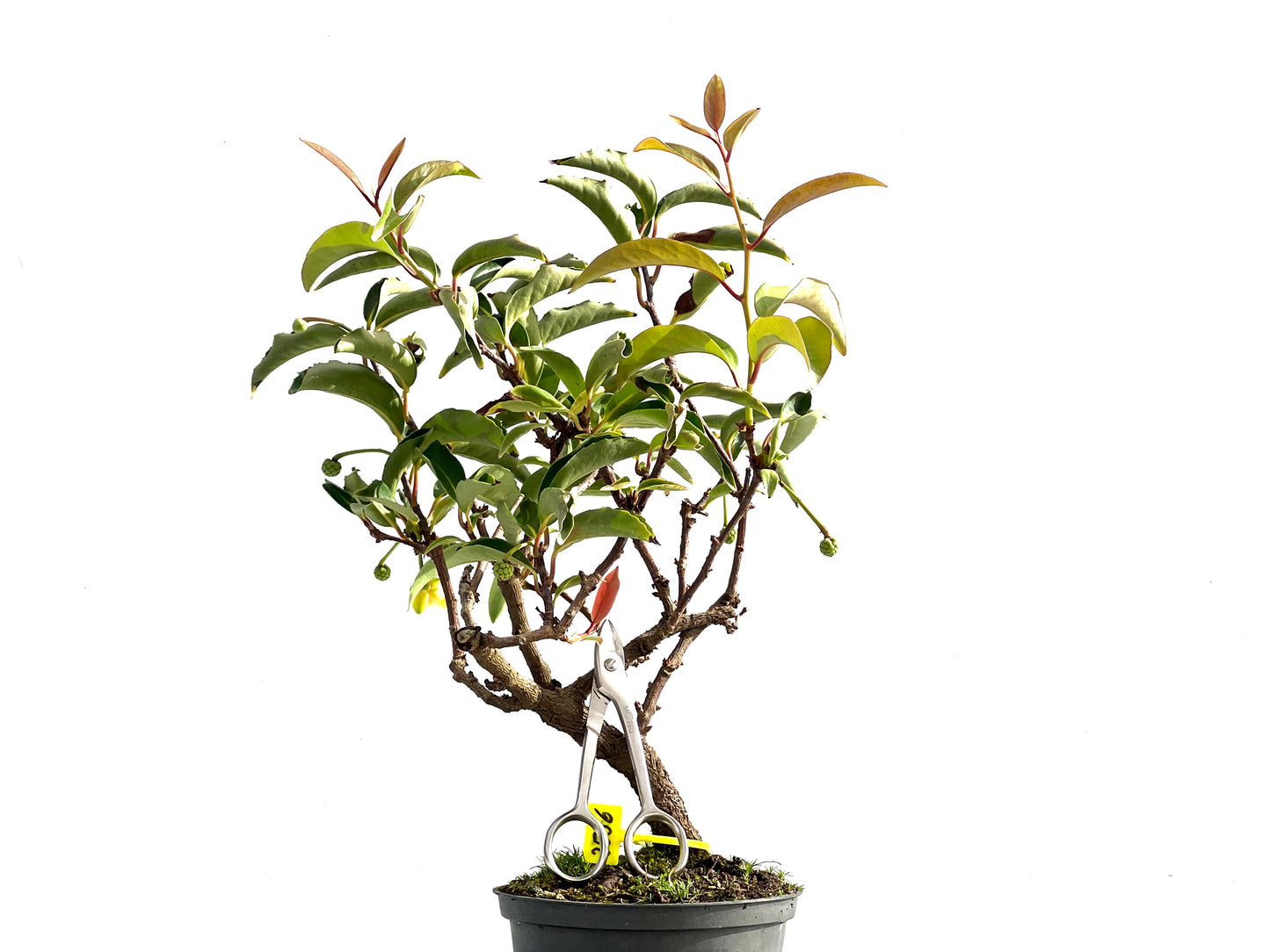Kadsura Japonica 2556