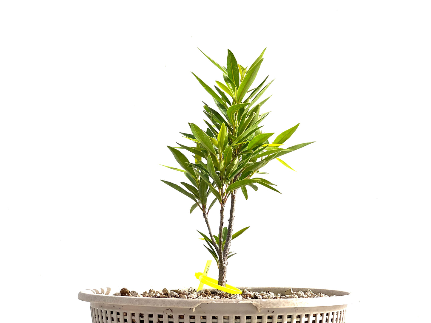 Ficus Nerifolia 2562