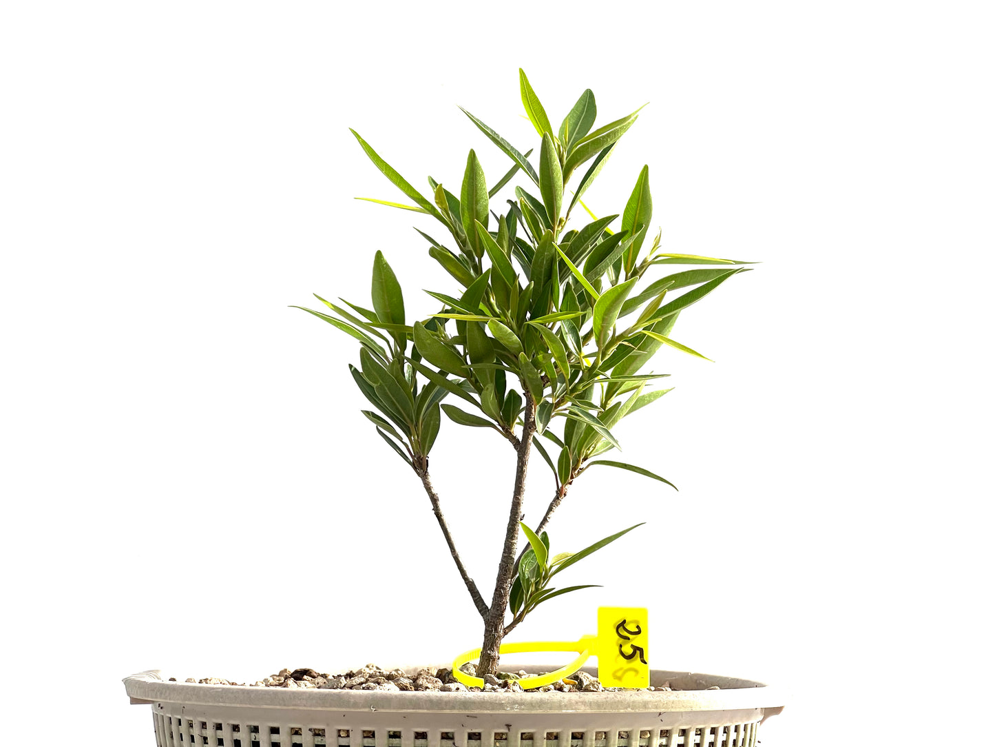 Ficus Nerifolia 2562