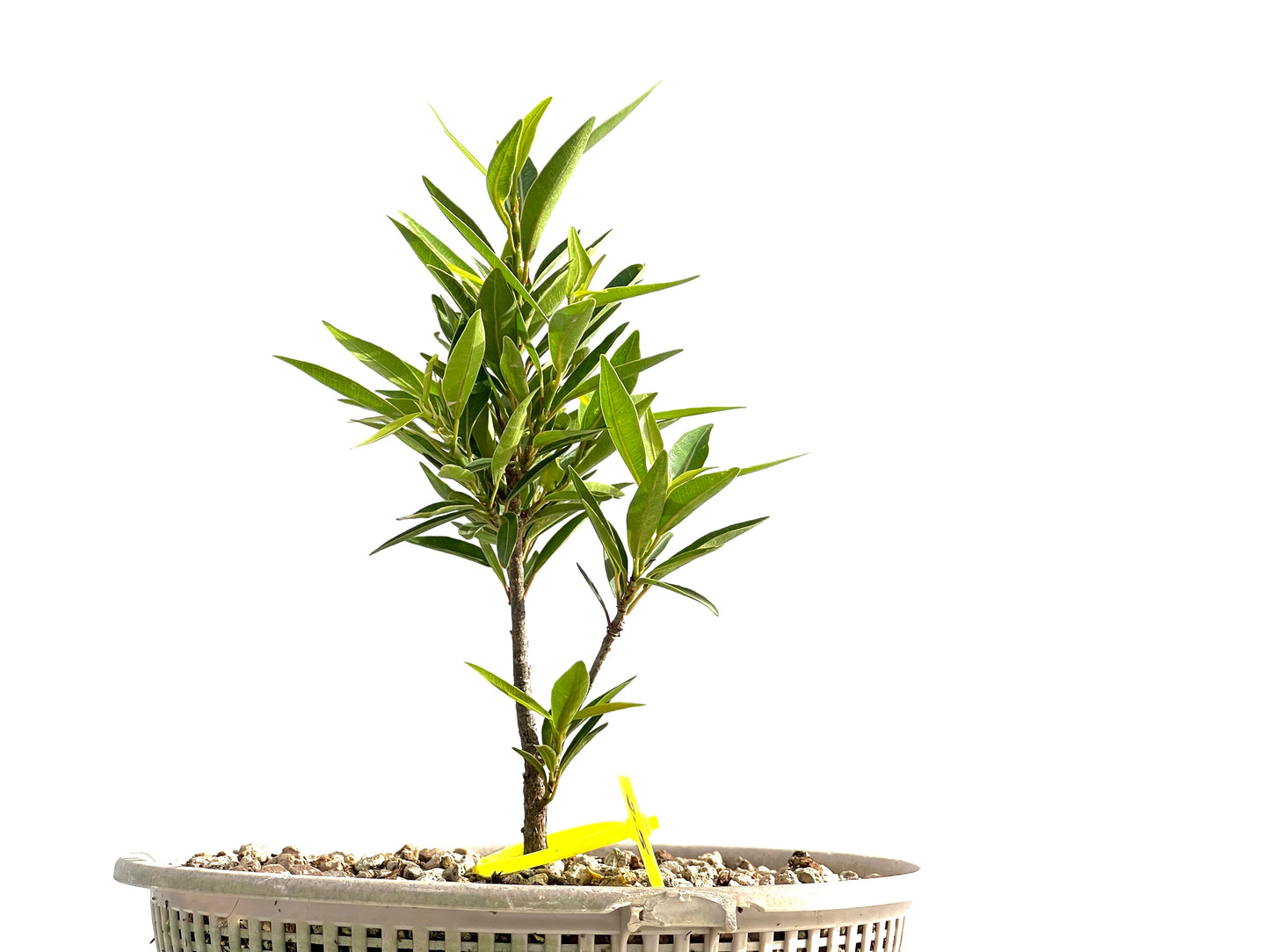 Ficus Nerifolia 2562