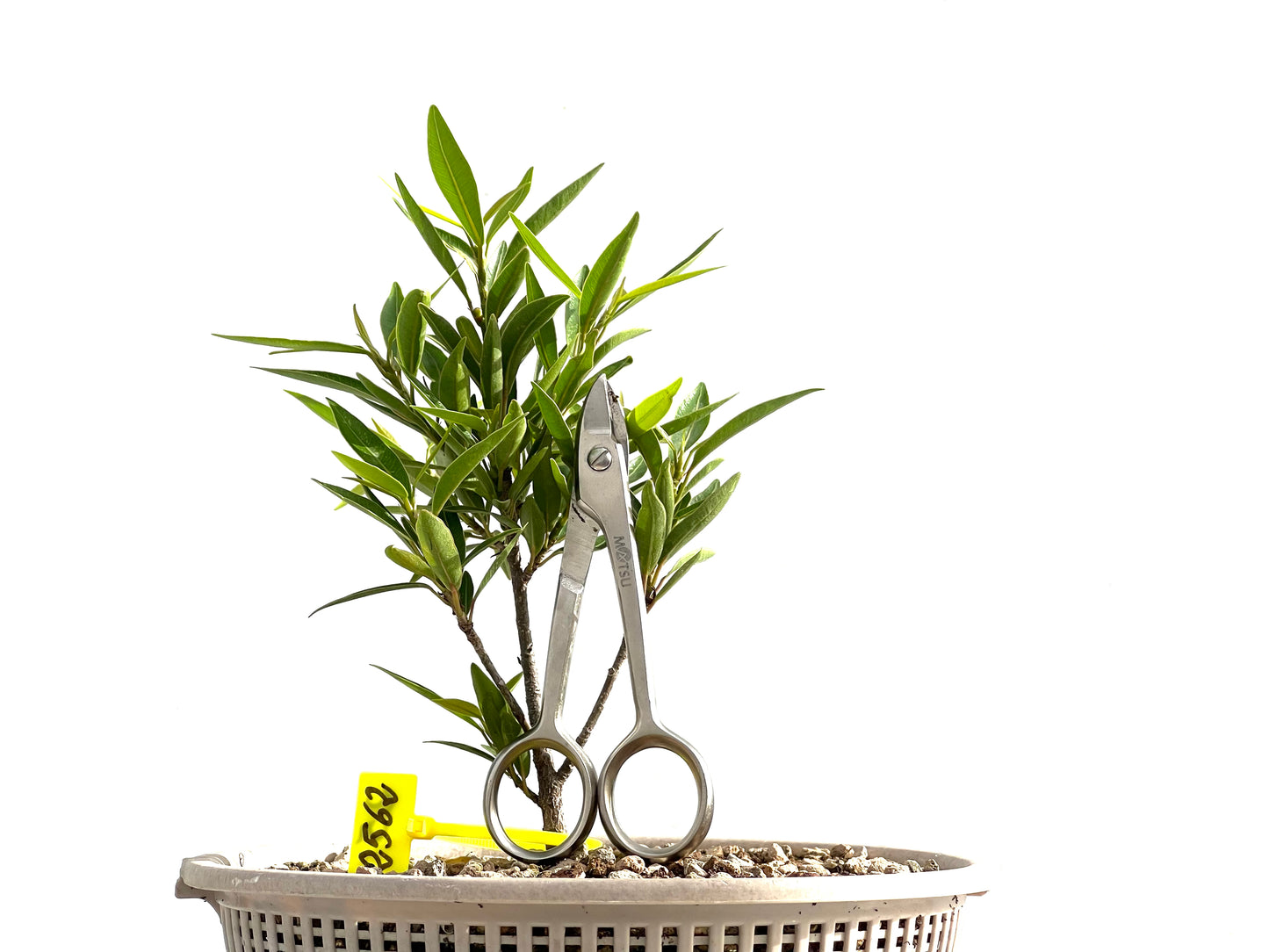 Ficus Nerifolia 2562