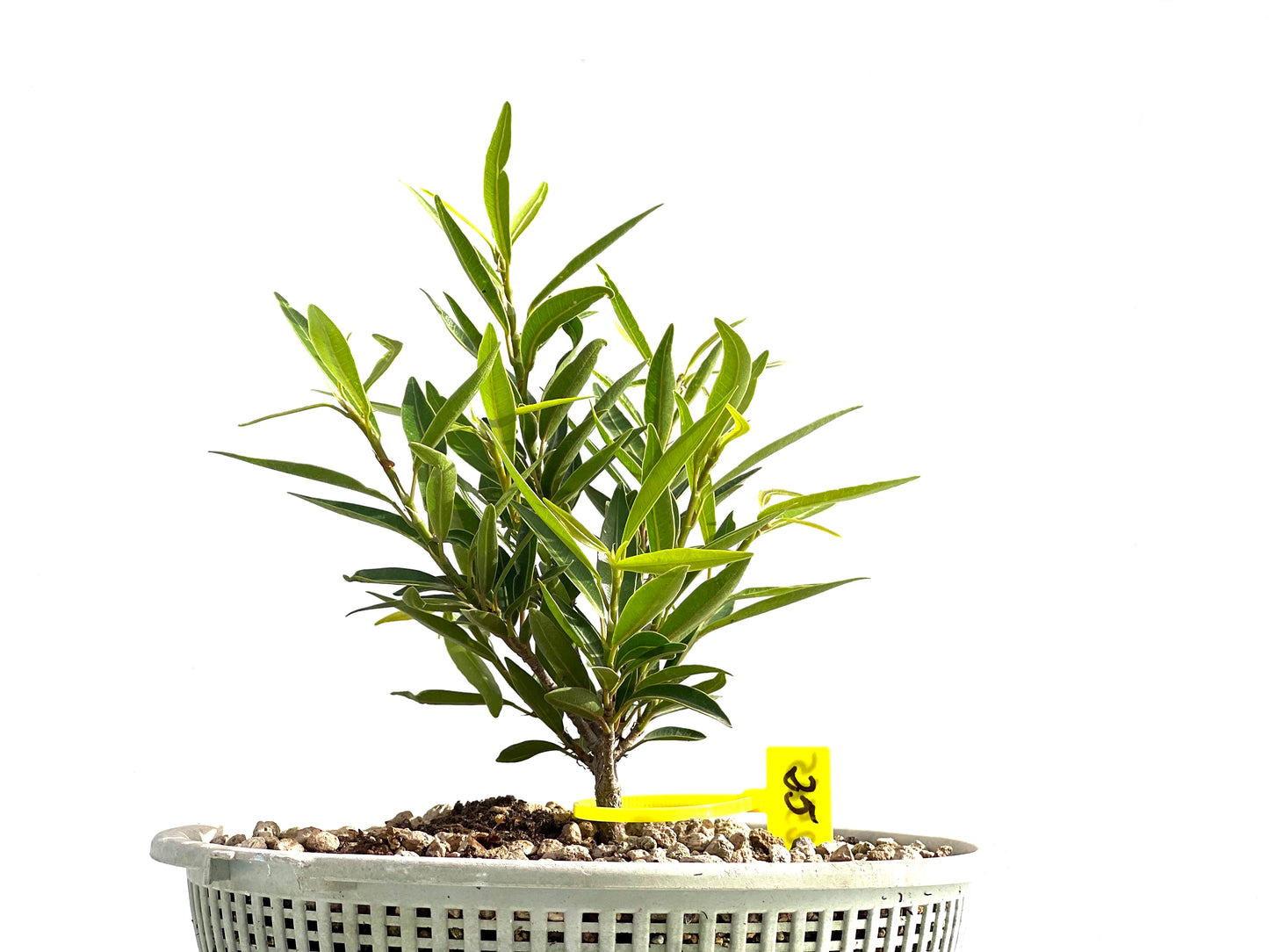 Ficus Nerifolia 2565