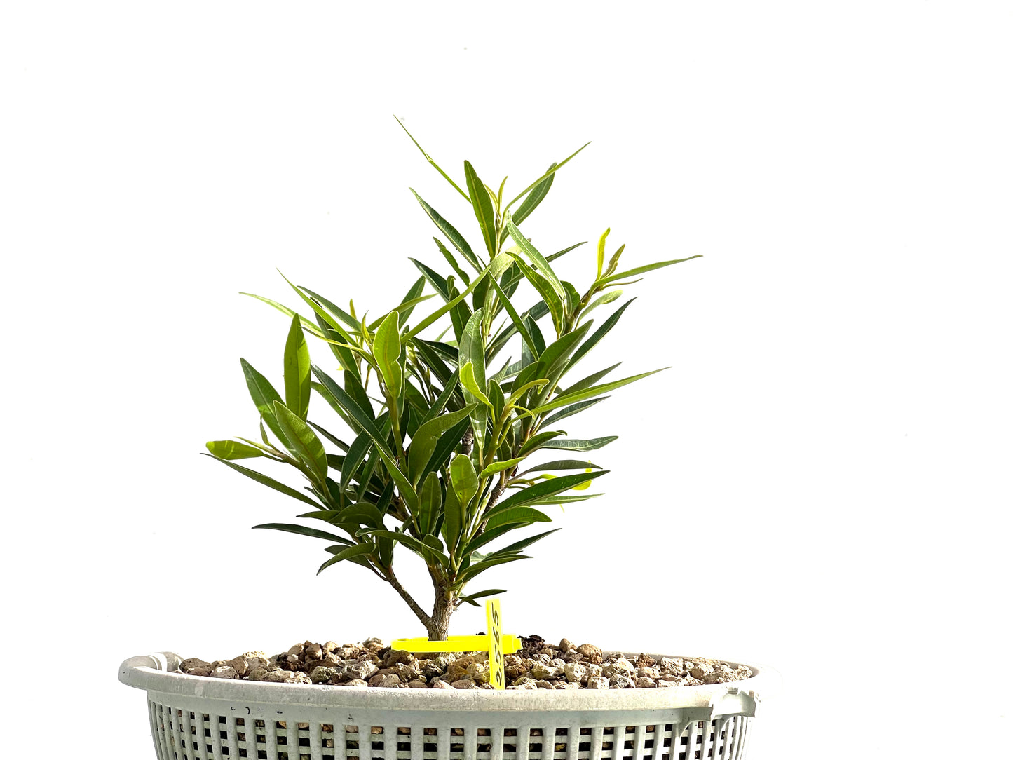 Ficus Nerifolia 2565