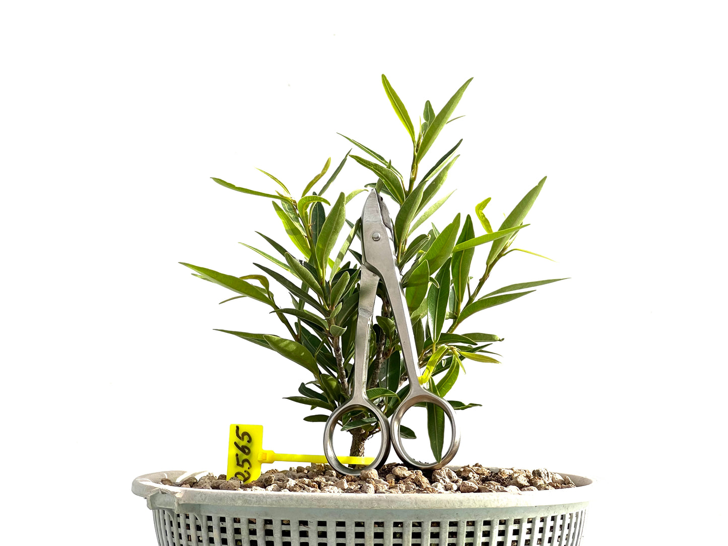 Ficus Nerifolia 2565