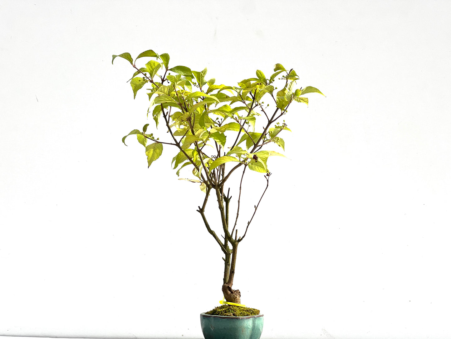Callicarpa Japonica 2563