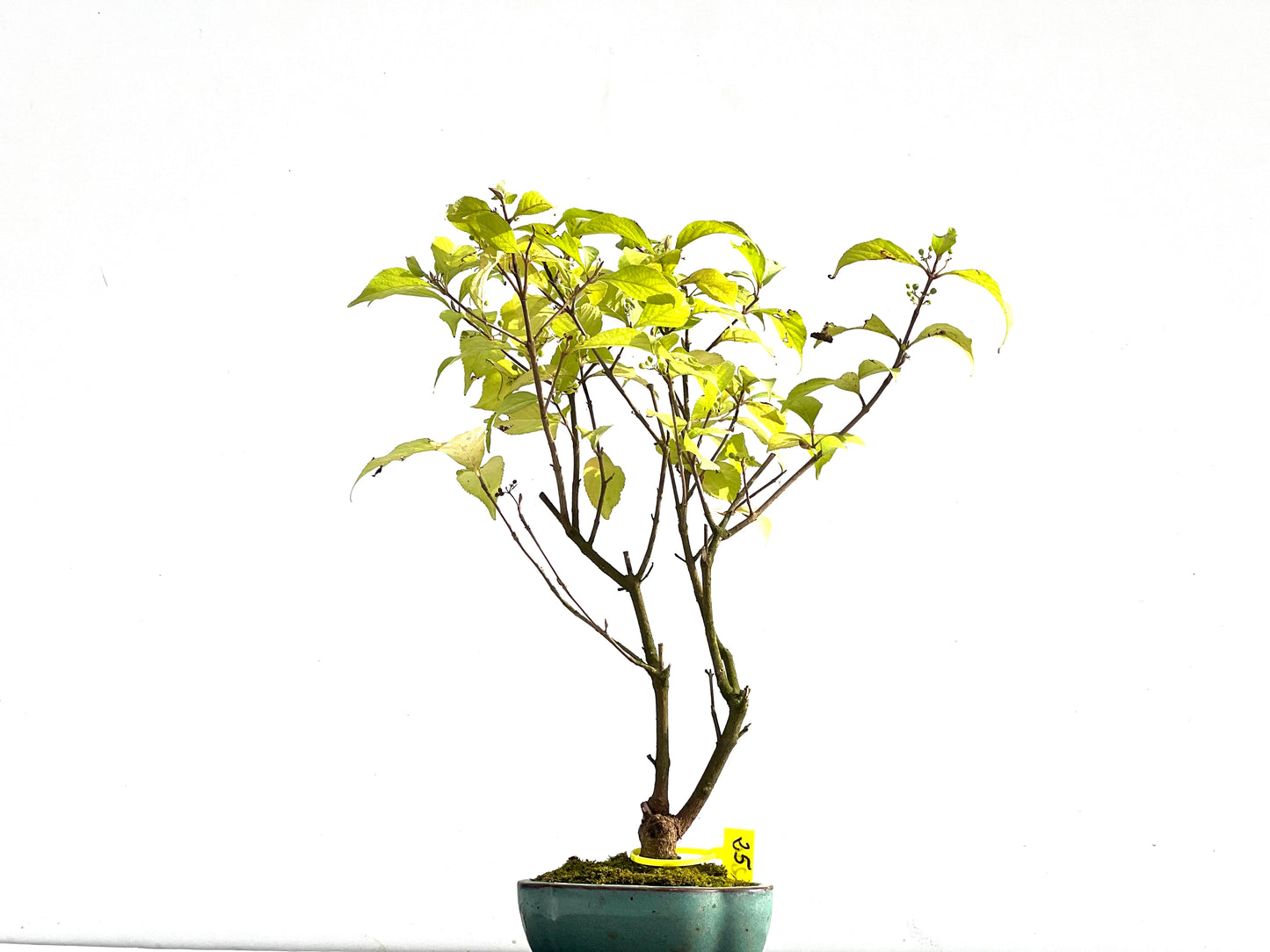 Callicarpa Japonica 2563