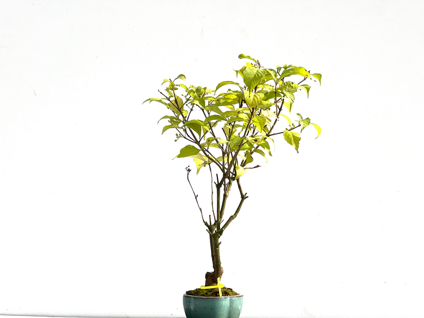 Callicarpa Japonica 2563