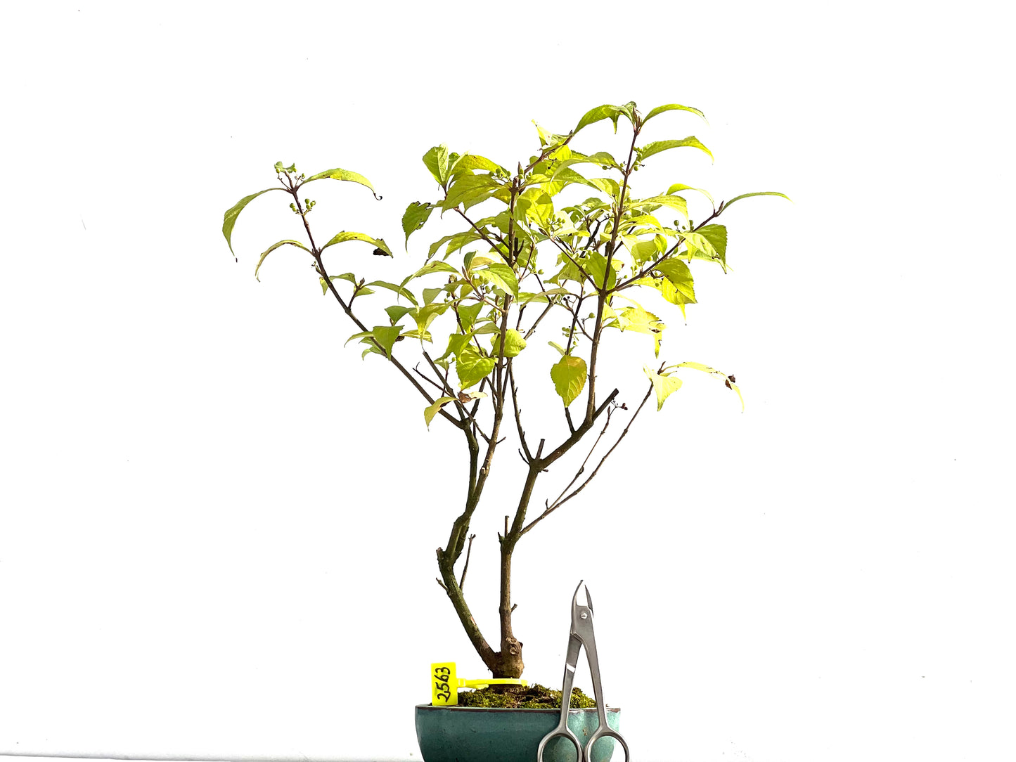 Callicarpa Japonica 2563