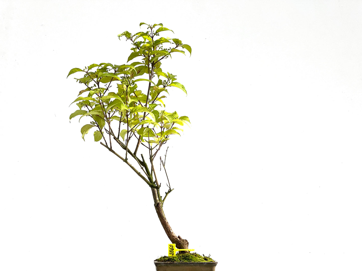 Callicarpa Japonica 2560