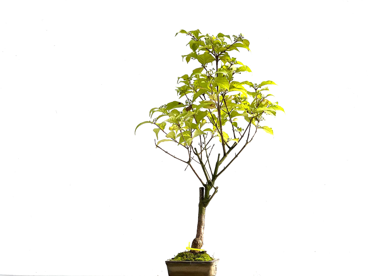 Callicarpa Japonica 2560
